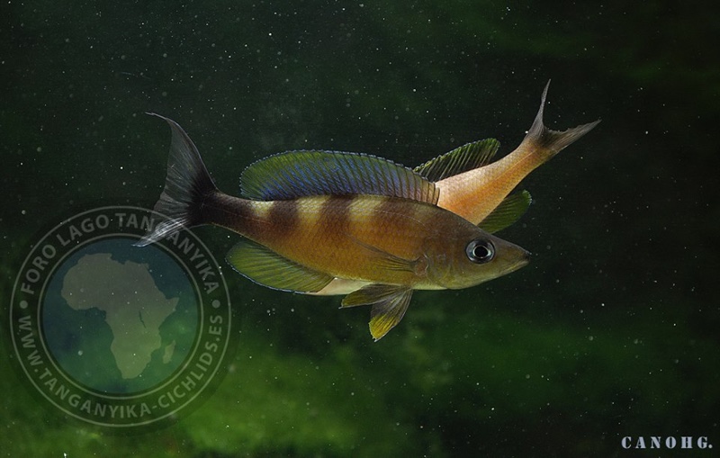 Cyprichromis zonatus 'Chituta Bay'